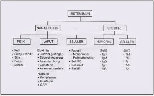Sistem Imun Spesifik Dan Non Spesifik