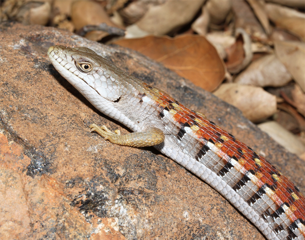 Cuyamaca Woods Mountain Journal A Very Orangebacked San Diego Alligator Lizard