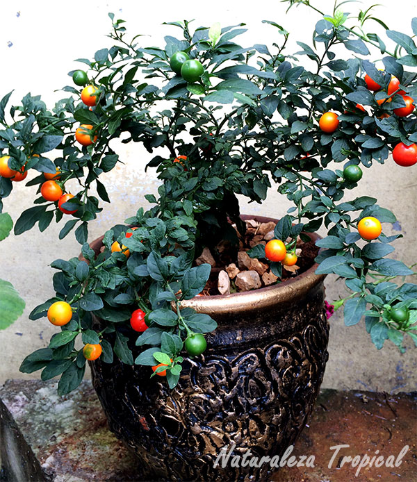 Planta conocida popularmente como Cereza de Jerusalén, Solanum pseudocapsicum
