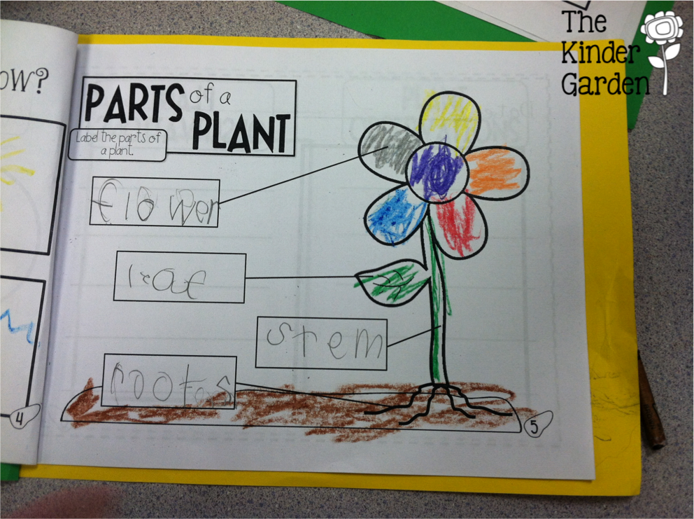 The Kinder Garden Plants and Living Things {plus freebies!}