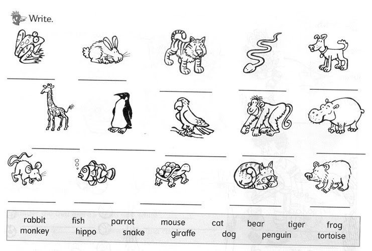 animals-of-the-world-write-the-name-of-these-animals