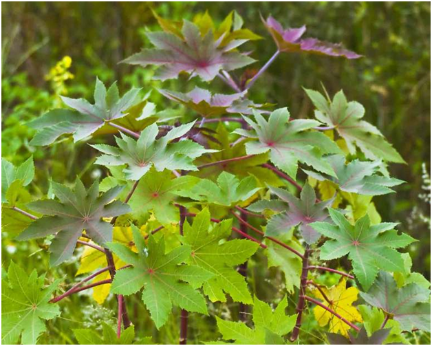 Top 10 Most Dangerous Plants In The Philippines You Should