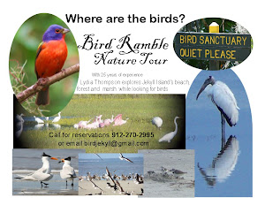 Birding Tours on Jekyll Island
