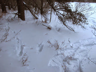 fox tracks