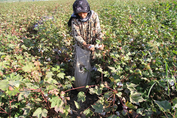 Tajikistan, Yavan, cotton, © L. Gigout, 2012