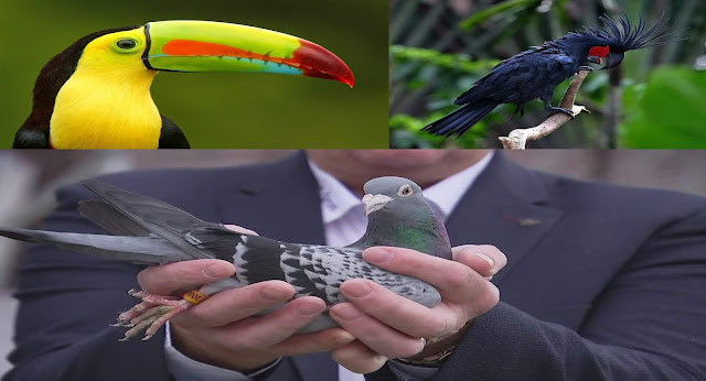 3 Jenis Burung Termahal Didunia