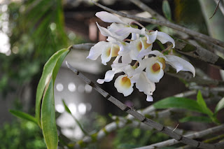 Dendrobium: floração e mudas
