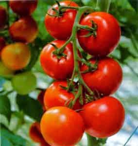  Jika kemaren kita udah membahas tuntas perihal buah yang mempunyai rasa yang cantik dan ras Manfaat Dan Khasiat Buah Tomat Bagi Kesehatan