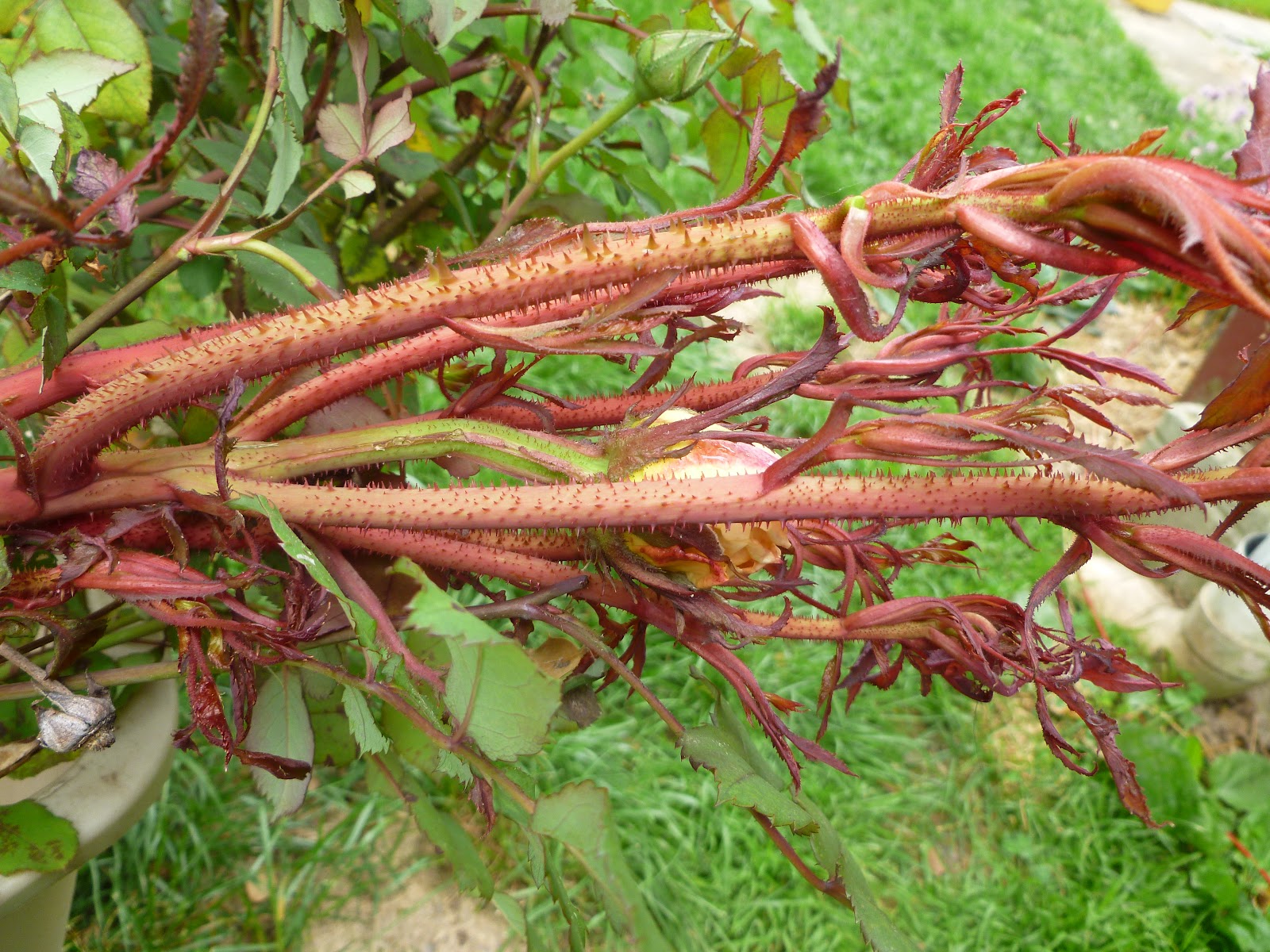 Kim's Flower, Fruit, and Vegetable Garden May 2012