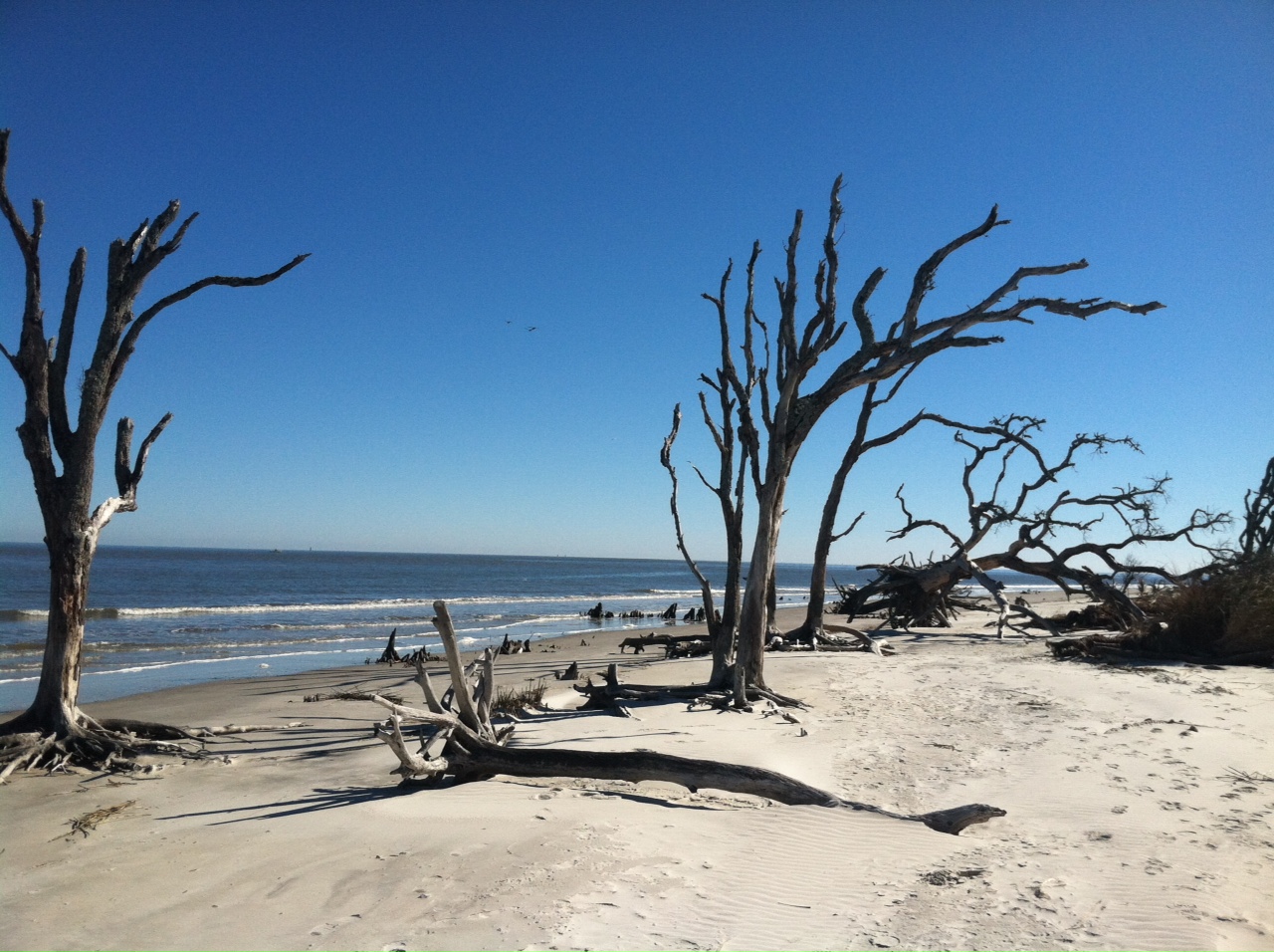 Driftwood Beach on Jekyll Island - Picture of the Week ~ The World of Deej