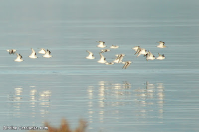 Territ de tres dits (Calidris alba)