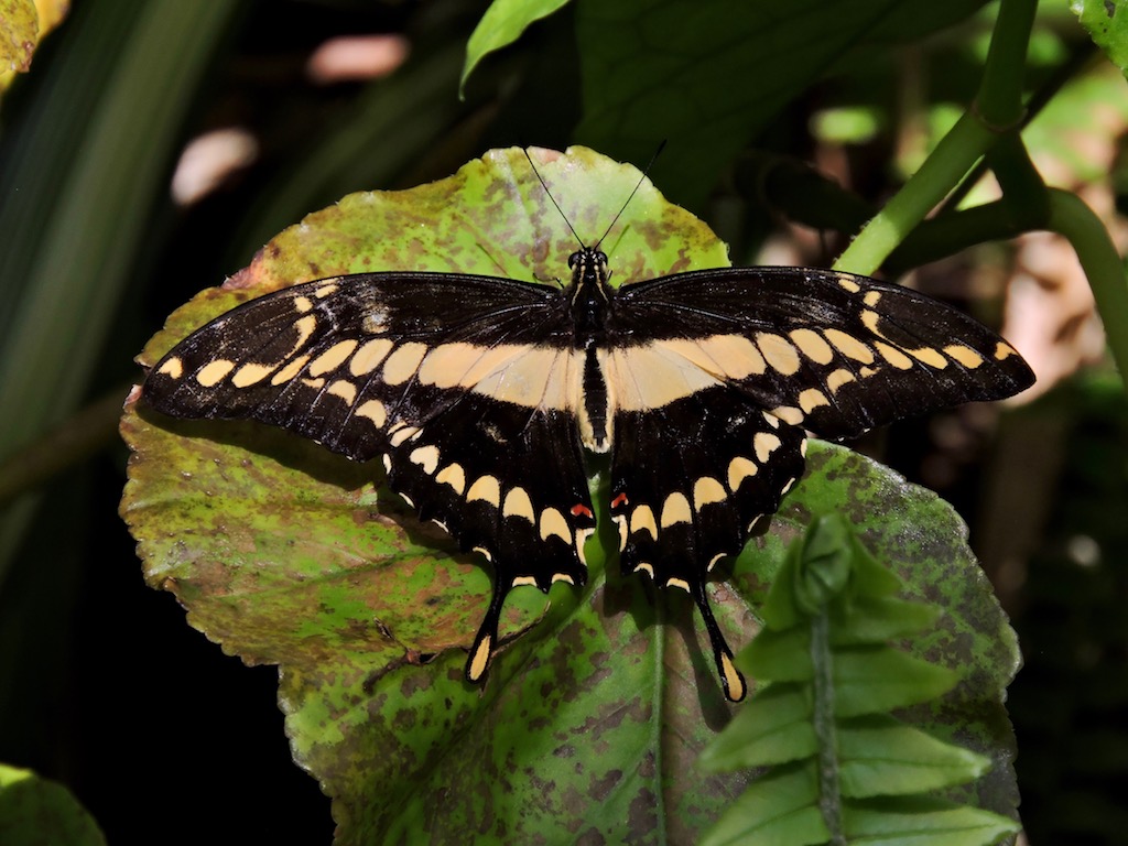 mnkcusa Gainesville, Natural Museum of History, Butterfly Exhibit, FL