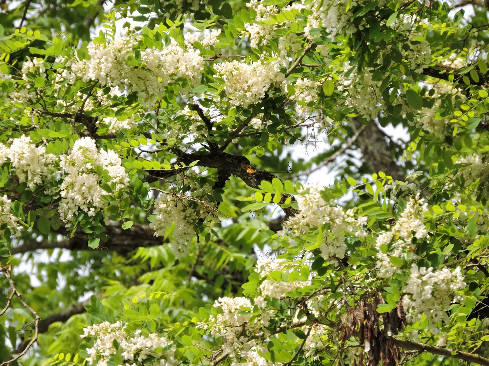 Scene Through My Eyes Locust Trees