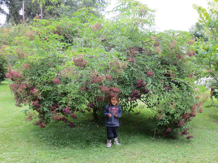 Ichabod, The Glory Has Departed: Coffee To Wake Up the Gardener and Garden