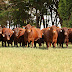 Fábrica de Touros Senepol ganha representação em Iacanga (SP) e Santa Rosa do Tocantins (TO)