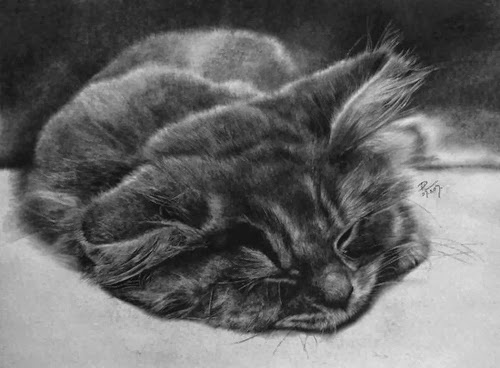 19-Hyper-realistic-Cats-Pencil-Drawings-Hong-Kong-Artist-Paul-Lung-aka-paullung-www-designstack-co