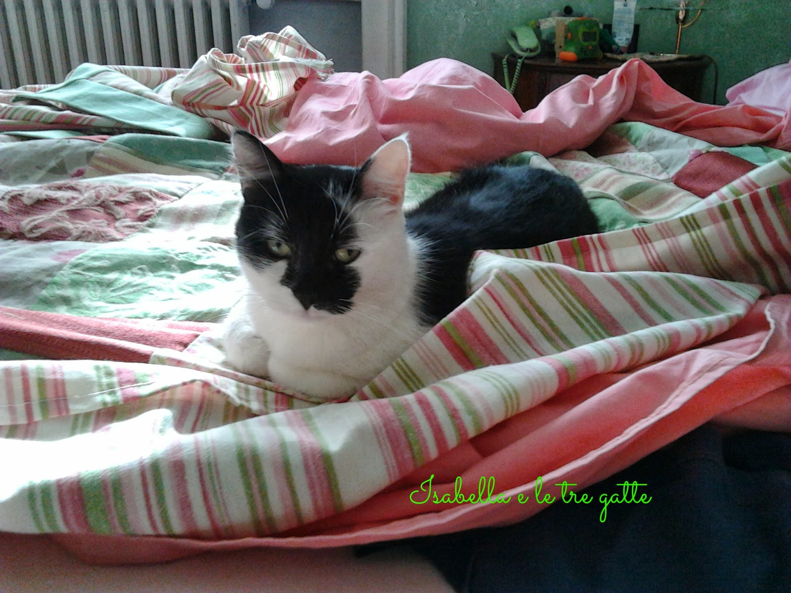 La Mia Gatta Fa La Pipi Sul Letto