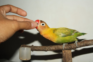 Burung Lovebird - Jumlah Pakan yang Dapat Dimakan Burung Lovebird Setiap Harinya - Penangkaran Burung Lovebird