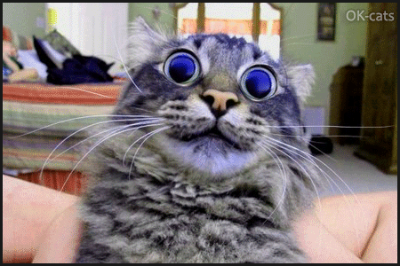 Art Cat GIF • Infinite loop • Scary Cat with hypnotic eyes. "Look into my eyes, human, your soul is mine!" Art Cat GIF • Infinite loop • Scary Cat with hypnotic eyes. "Look into my eyes, human, your soul is mine!"