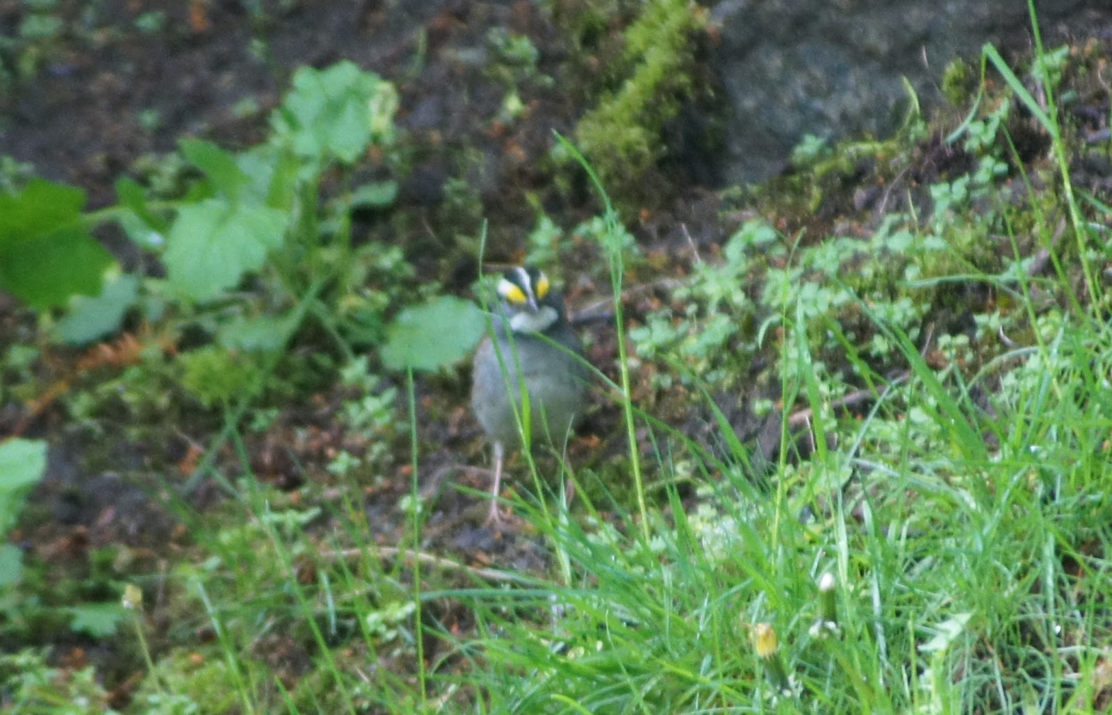 Things with Wings Mount Auburn Cemetery Birds