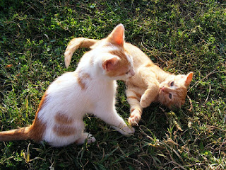 An orange and white kitten and an orange kitten play in the grass together.