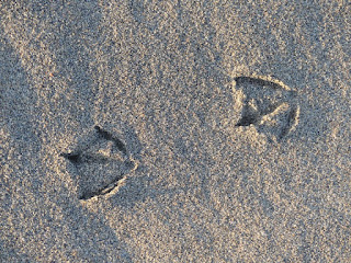 Traces de pas - Empreinte dans le sable - Traces d'animaux Traces de pas - Empreinte dans le sable - Traces d'animaux