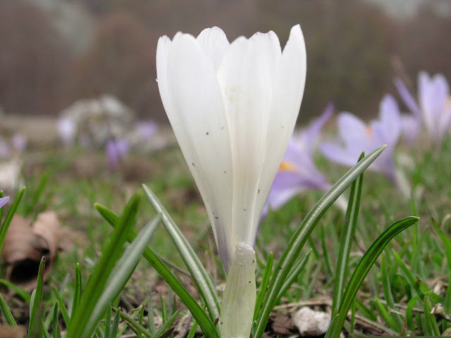 Crocus Selvatico