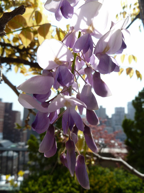 Wisteria bloom