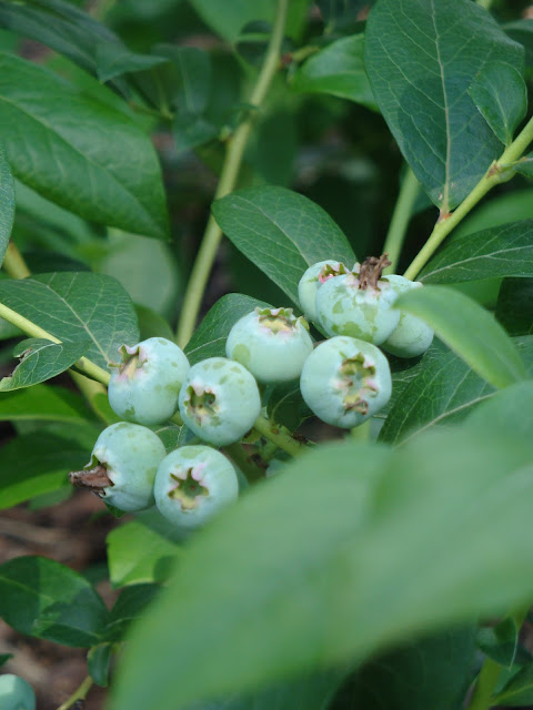 Vaccinium  corymbosum