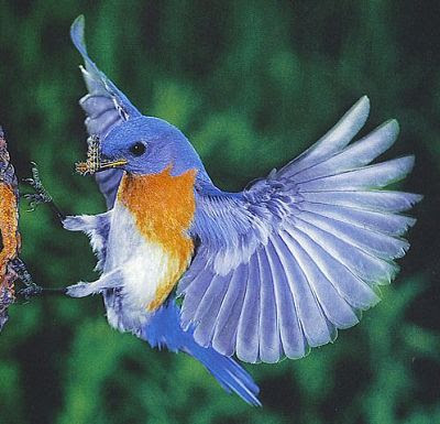 Animals world: Blue birds pics and dextop free wallpapers