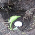 1 of 2 Using a Whole Egg and Banana to Fertilize a Tomato