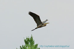 algonquin park birds heron fly times lot would right