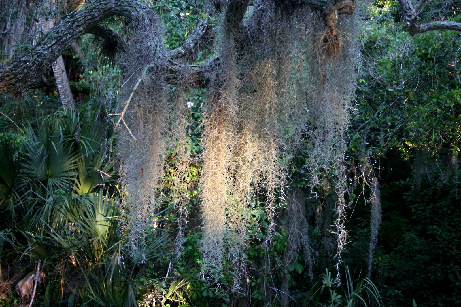MadSnapper Spanish Moss