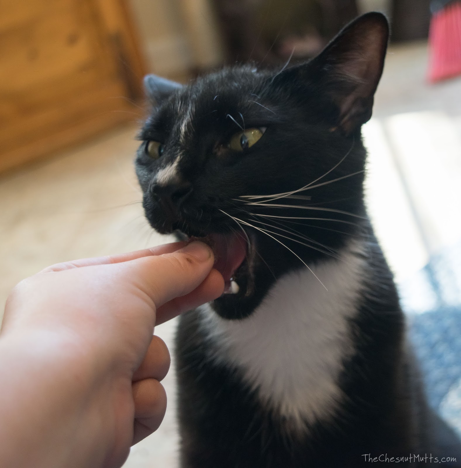 Review & Giveaway Giving Your Cat The Best With Only Natural Pet