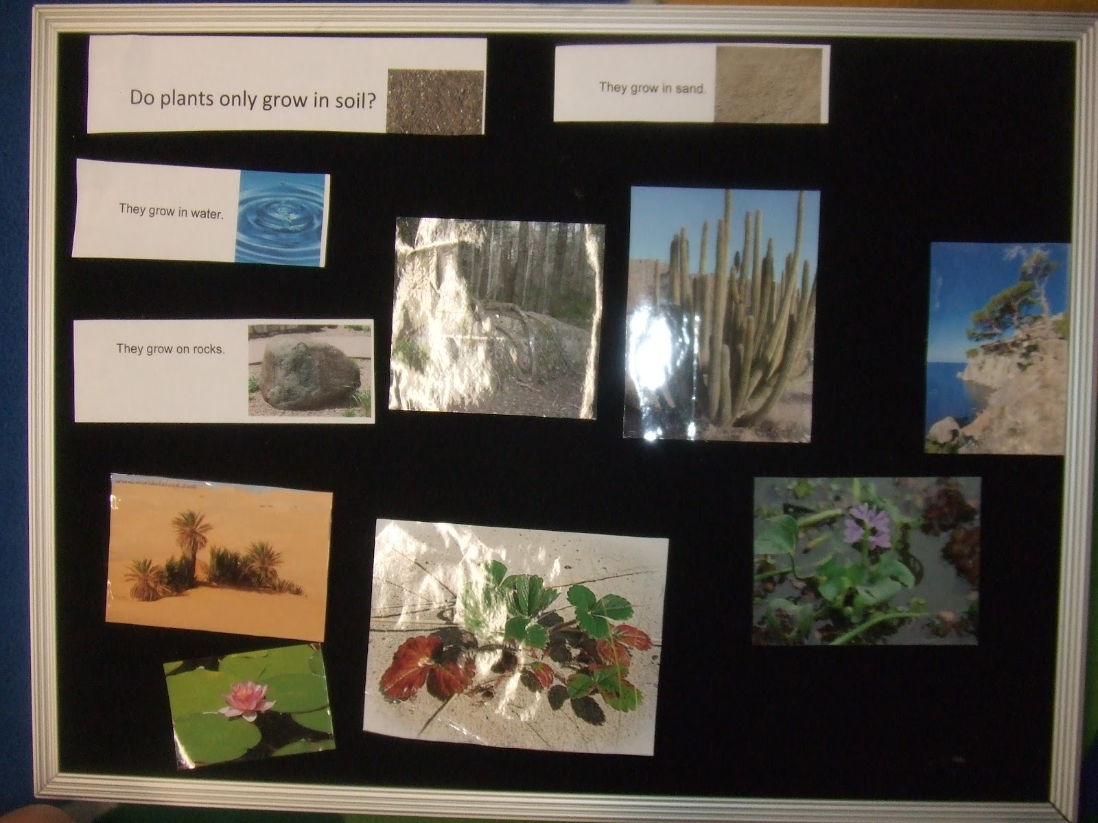 Cachey Mama's World of Learning: 10 Plant Activities for Preschool