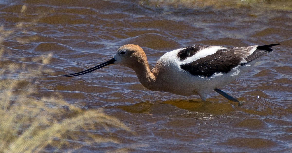 Bowdoin Wildlife Preserve