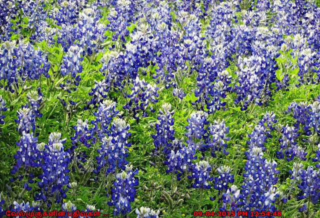 State Flower of Texas
