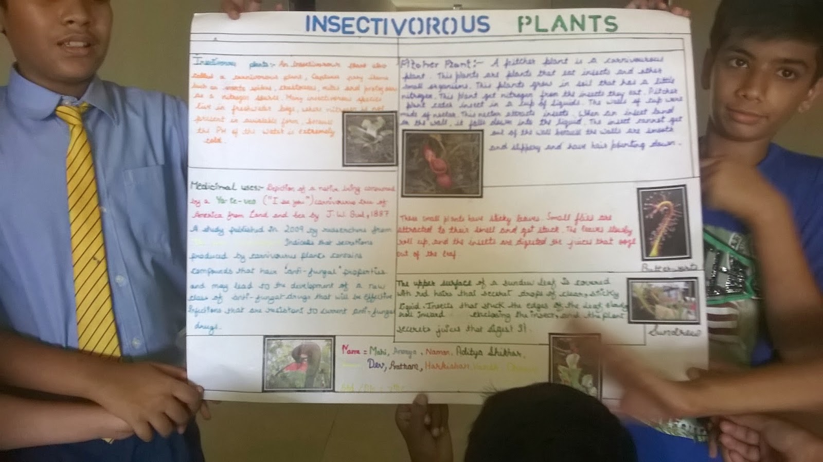 STARS OF PIS AHMEDABAD STD VII SCIENCE PROJECT PLANT DIET wound-care-crossword-puzzle