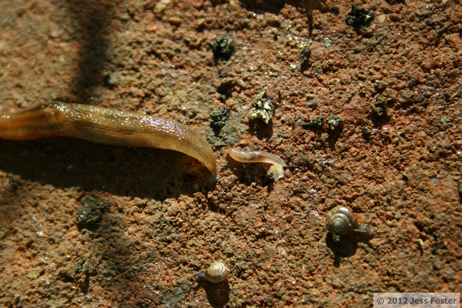 Sluggin' Along More Baby Slugs Part 1