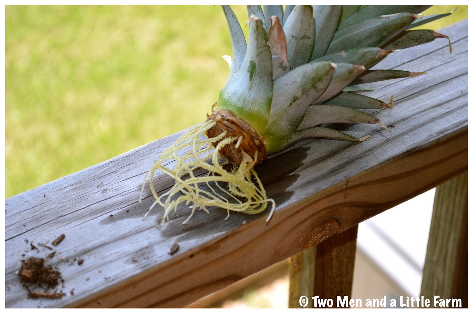 Two Men and a Little Farm PLANTING THE PINEAPPLE