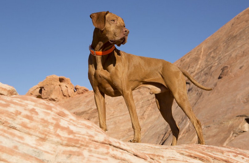 10 Types Of Dogs Run Fastest In The World