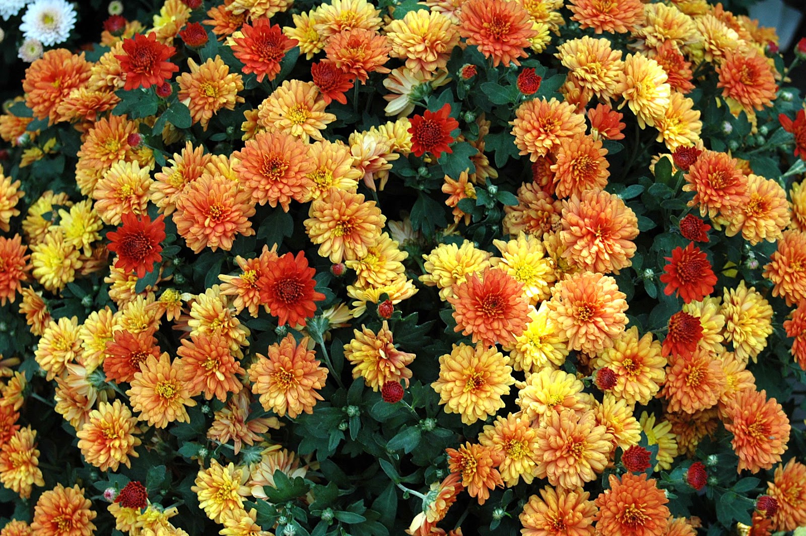 FLORACIONES EN MÁLAGA Y MÁS: Floraciones de octubre de 2012-1