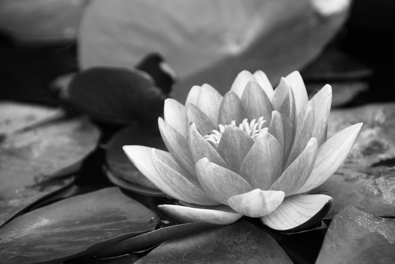 Water Lily