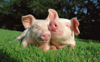 Twee roze varkens in het gras