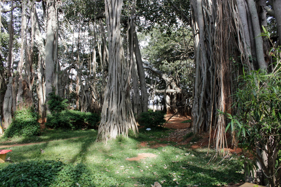 Only Archanadevi Travels A tourist guide Dodda Aalada Mara