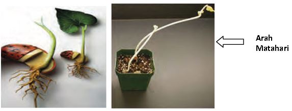 Soal Ipa Smp Gerak Pada Makhluk Hidup Kelas 8 Semester 1 Dengan Kunci Jawaban Docx Pdf Txt