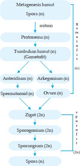 plantae: TUMBUHAN LUMUT (BRYOPHYTA)