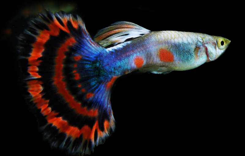 8 Reasons why guppy fish are the perfect pet The Buzz Land