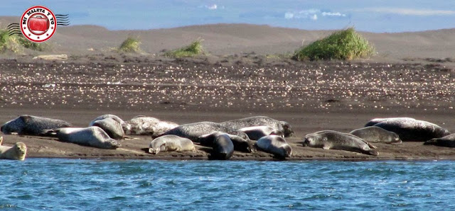 Focas en Ósar, islandia