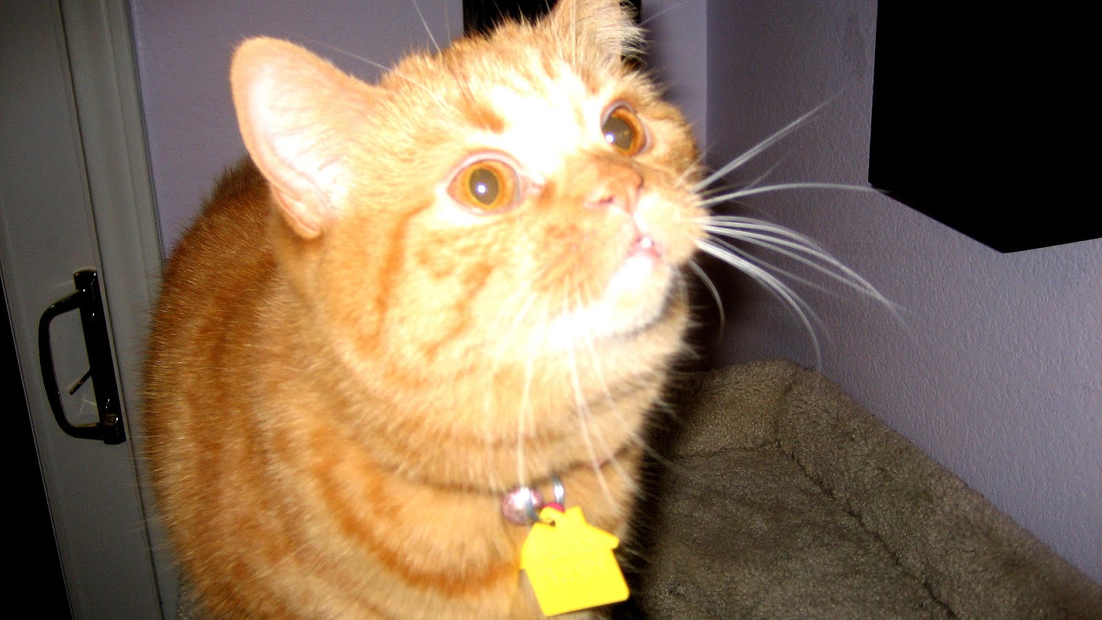 Microchip implant (animal) Cat Cat Choices